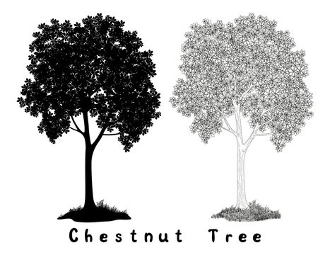 Chestnut tree Silhouette Contours and Inscriptions