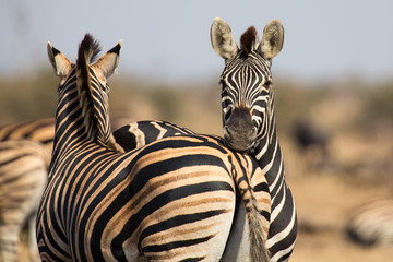 Zebra herd in colour photo with heads together
