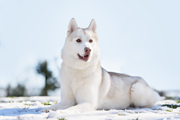 siberian husky © brusnikaphoto