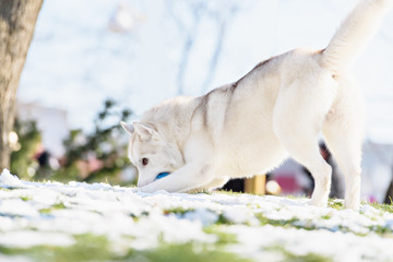 Husky dog playing with a ball