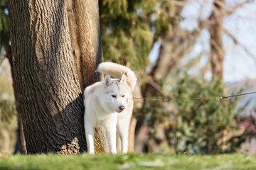 Husky with blue eyes pooping in a dog park