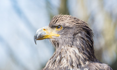 Steinadler Profil