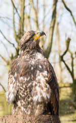 Steinadler Portrait