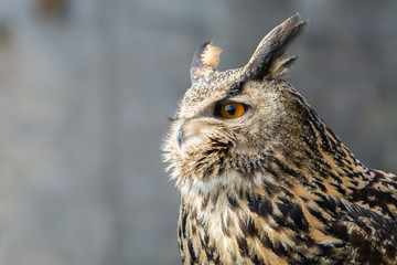 Uhu Profil