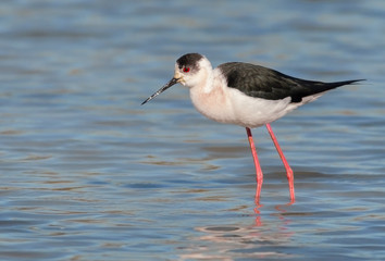 Black-winged stilt (common stilt, pied stilt, Himantopus himant