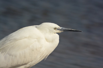 garzetta (Egretta garzetta) primo piano