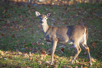 Solitary whitetail deer on a grassy field outside with early fall leaves on the ground