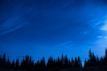 Fototapeta na wymiar Forest of pine trees under blue dark night sky