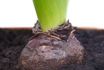 Bulb of hyacinth