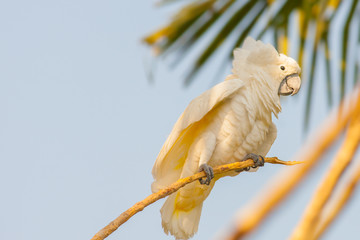 creamy white cockatoo