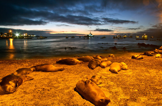 Beautiful sea lions sleeping along the port in San Cristobal