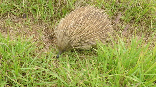 Echidna looking for food in the bush