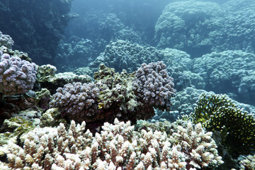 Naklejka na ściany i meble coral reef at the bottom of tropical sea , underwater