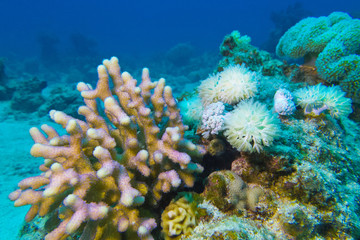 coral reef in tropical sea, underwater