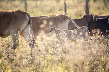 Cattle in grassland