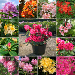 Rhododendrons - obrazy, fototapety, plakaty