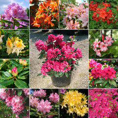 Rhododendrons - obrazy, fototapety, plakaty