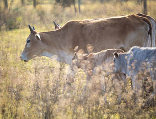 Cattle in grassland