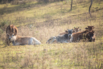 Cattle in grassland