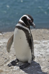 pinguin