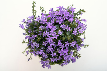 Beautiful vivid purple spring flower bush Dalmatian bellflower 