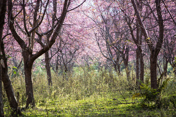 Fototapeta na wymiar Cherry blossom background