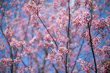 Sakura blossom