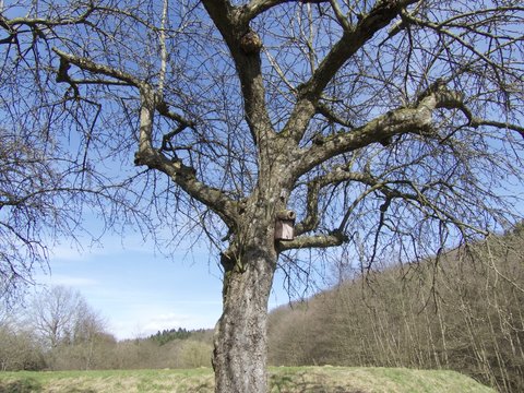 Alter Baum im Fr&uuml;hling bei blauem Himmel und Sonnenschein am Krofdorfer Forst in Wettenberg Krofdorf-Gleiberg bei Gie&szlig;en in Hessen