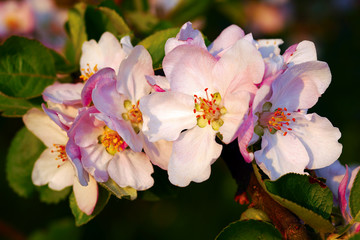 Apple flowers