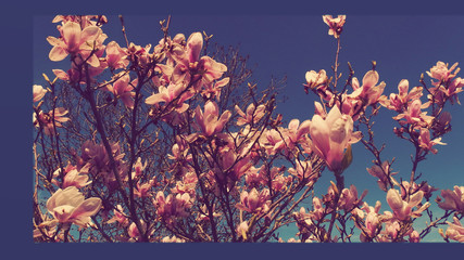 Manzano en Flor LLega la Primavera