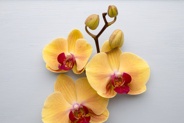 Yellow orchid.