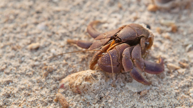Small hermit crab without shell