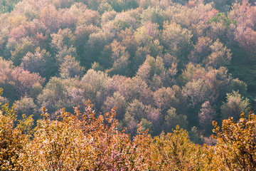 Sakura blossom field