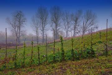 Obraz premium Kidney bean in a vegetable garden