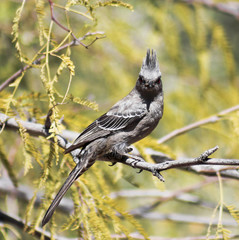 A Female Phainopepla Eating a Flying Insect - 81310510