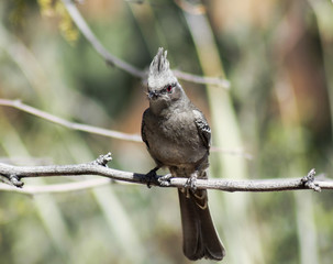 A Female Phainopepla Eating a Flying Insect