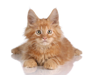 Cute ginger kitten lying on a white background