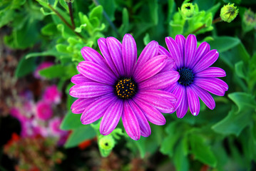 Obraz premium lila Margeriten