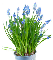 Muscari flowers