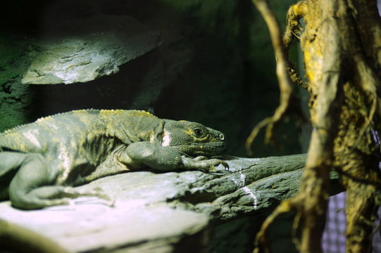 Agama