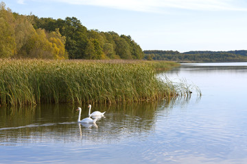 Late Summer Day on the Lake