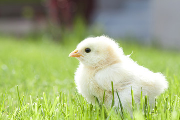 Cute chick in the green grass