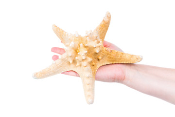 sommer symbol - seestern