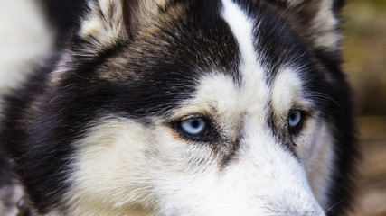 Blue eyed Husky dog portrait