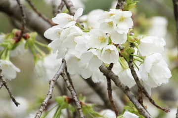 鬱金桜
