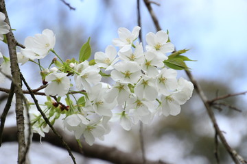 鬱金桜