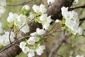 鬱金桜