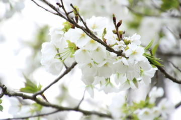 鬱金桜