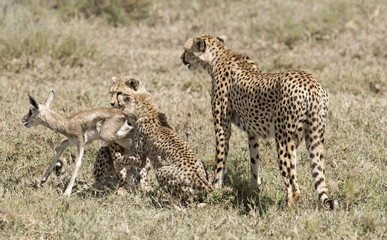 cheetah and cubs learning to hunt.