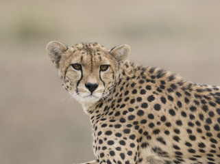 Africa, Tanzania Serengeti National Park , cheetah.